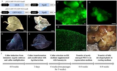 Efficient Agrobacterium-mediated transformation and genome editing of Fagopyrum tataricum